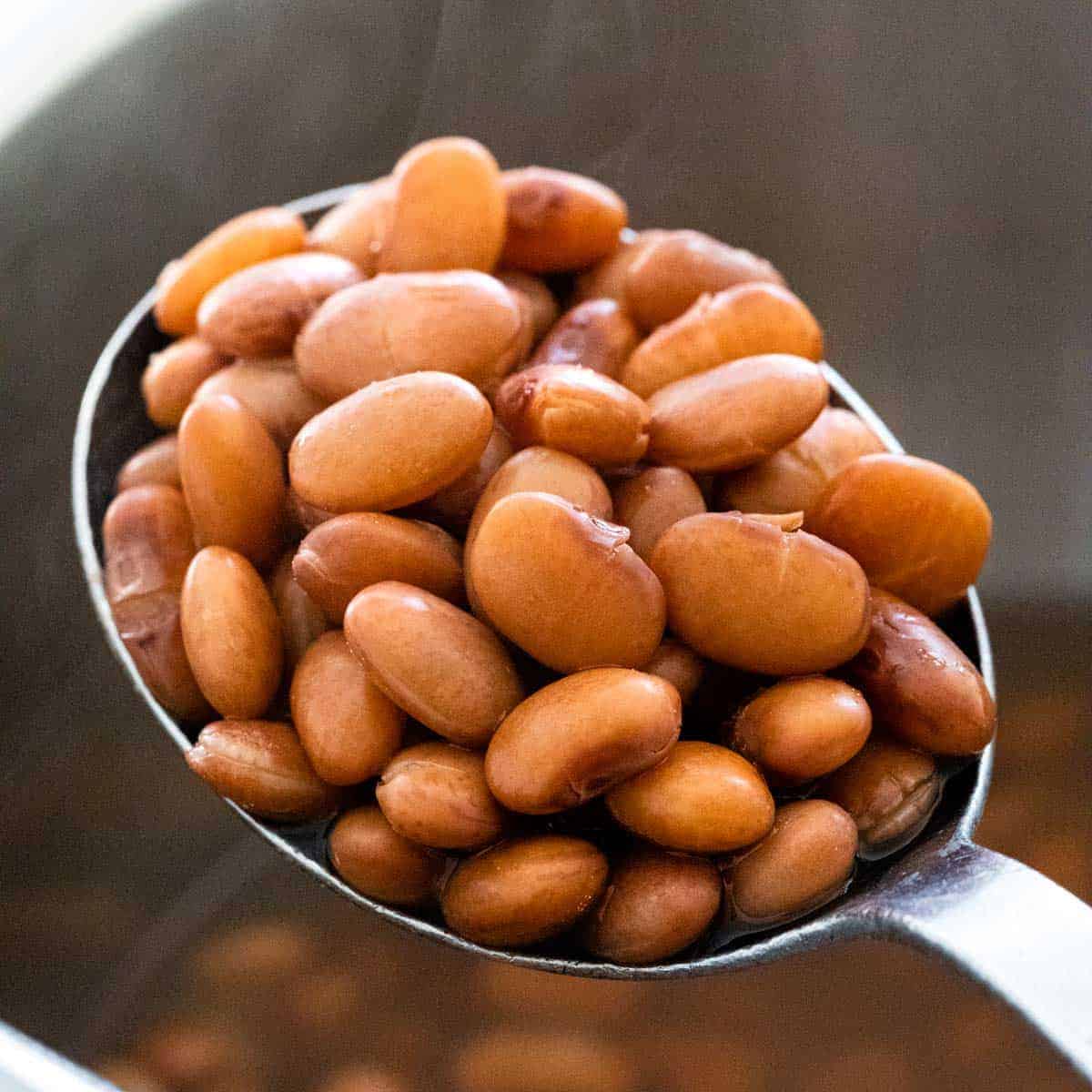 Brown Beans